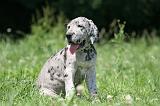 DOGUE ALLEMAND 407